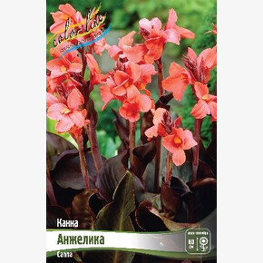 КАННА (КОРИЧН) АНЖЕЛИКА