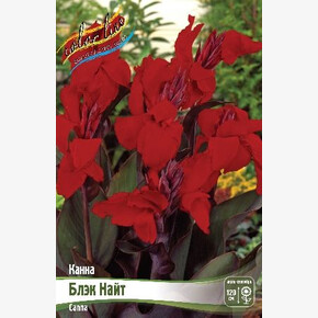 КАННА (КОРИЧН) БЛЭК НАЙТ