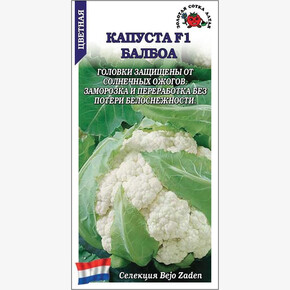 Капуста Балбоа F1 /Сотка/ 8 шт/ среднеран. 1-2кг Bejo
