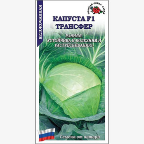 Капуста Трансфер/ Сотка