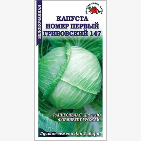 Капуста №1 Грибовский /Сотка/
