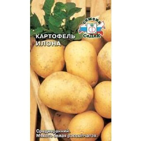 картофель Илона СЕДЕК
