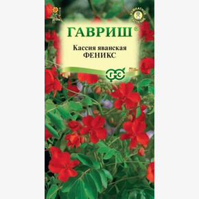 Кассия феникс /Гавриш
