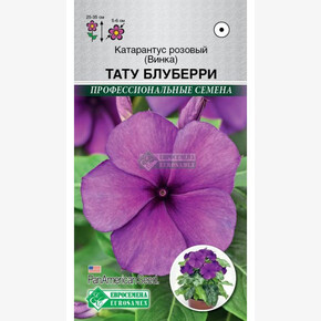 Катарантус ТАТУ БЛУБЕРРИ 5 шт/ Евровемена