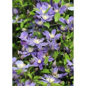 КЛЕМАТИС АРАБЕЛЛА