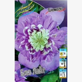 КЛЕМАТИС БЛЮ ЛАЙТ