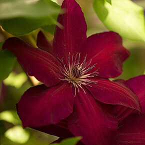 КЛЕМАТИС ВЕСТЕРПЛАТТЕ