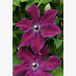 КЛЕМАТИС ГУВИ