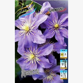 КЛЕМАТИС ДЖАСТА