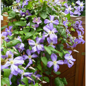 КЛЕМАТИС ДЖЕННИ