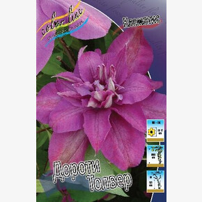 КЛЕМАТИС ДОРОТИ ТОЛВЕР