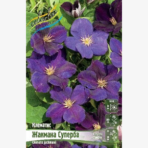 КЛЕМАТИС ЖАКМАНА СУПЕРБА