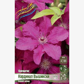 КЛЕМАТИС КАРДИНАЛ ВЫШИНСКИ