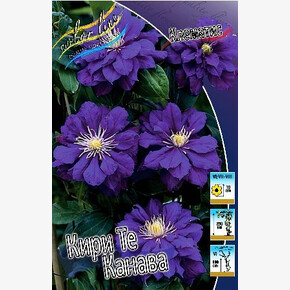 КЛЕМАТИС КИРИ ТЕ КАНАВА