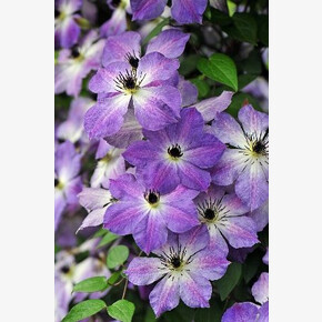 КЛЕМАТИС КЛАУДБЁРСТ