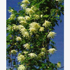 клематис княжик Lemon Dream (Р9) (Польша)