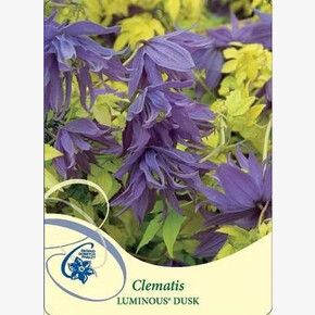 клематис княжик LUMINOUS® DUSK (Р9) Польша