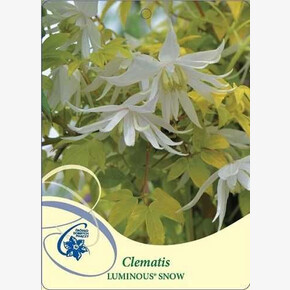 клематис княжик LUMINOUS® SNOW (Р9) Клематис (Польша)