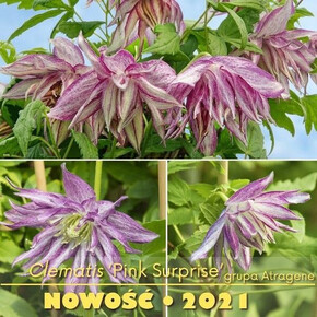 клематис княжик Pink Surprise (Р9) Польша
