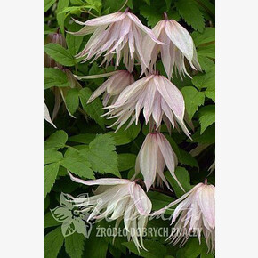 клематис княжик Pink Swing (Р9) Польша