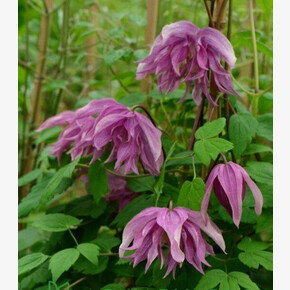 клематис княжик Purple Dream (Р9) Польша