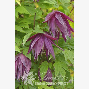 клематис княжик Purple Surprise (Р9) Польша