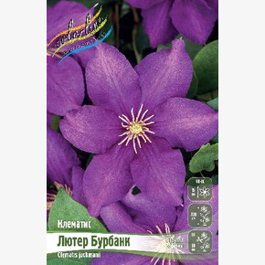 КЛЕМАТИС ЛЮТЕР БУРБАНК