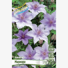 КЛЕМАТИС МАРМОРИ