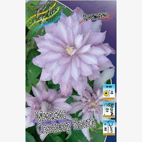 КЛЕМАТИС МИССИС СПЕНСЕР КАСТЛ