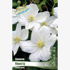 КЛЕМАТИС НЕВЕСТА