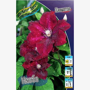 КЛЕМАТИС НИОБЕ