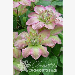 КЛЕМАТИС ПИСТАШИО КЕЙК