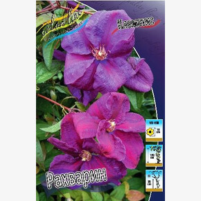 КЛЕМАТИС РАХВАРИН