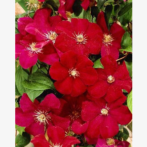 КЛЕМАТИС РУЖ КАРДИНАЛ