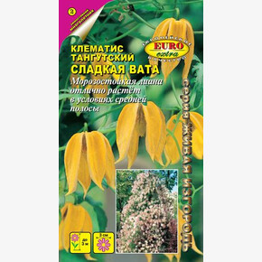 Клематис Сладкая вата/ Аэлита