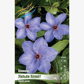КЛЕМАТИС УИЛЬЯМ КЕННЕТ