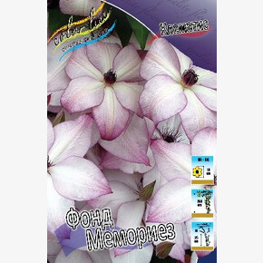 КЛЕМАТИС ФОНД МЕМОРИЕЗ