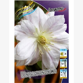 КЛЕМАТИС ШИРАЮКИХИМЕ