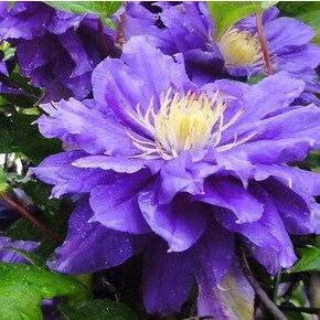 Клематис Beauty of Worcester