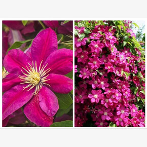 Клематис Ernest Markham