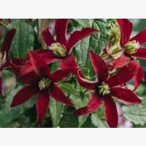 Клематис Glorious Red