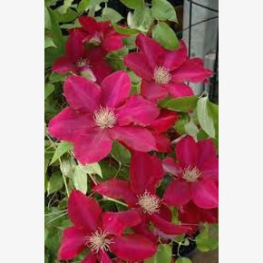 Клематис Hoshi-No-Flamenco