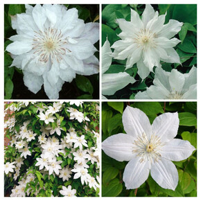 Клематис Jackmanii Alba