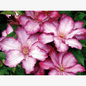 клематис Liberty