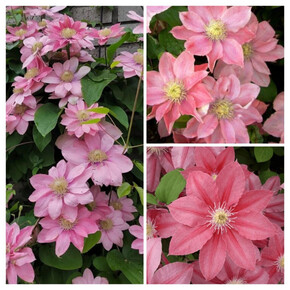 клематис Little Mermaid