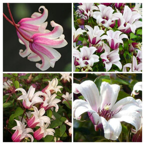 клематис Princess Kate