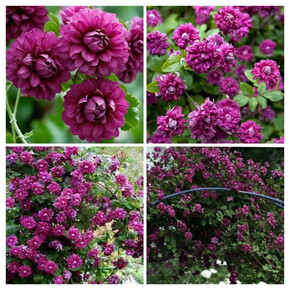 клематис Purpurea Plena Elegans