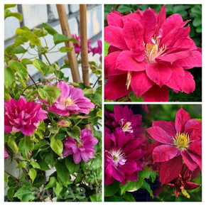 клематис Red Star