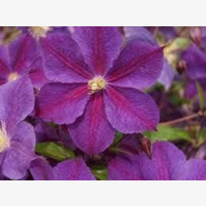 клематис Star of India