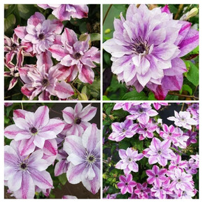 клематис Super Cute